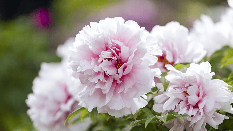 牡丹綻妍 譜寫新篇——中集攪拌邀您游洛陽，賞牡丹，品樣車，觀產(chǎn)線